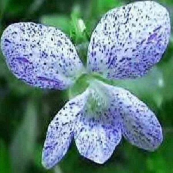 30+ Viola Freckles / Deer Resistant / Perennial Flower Seeds