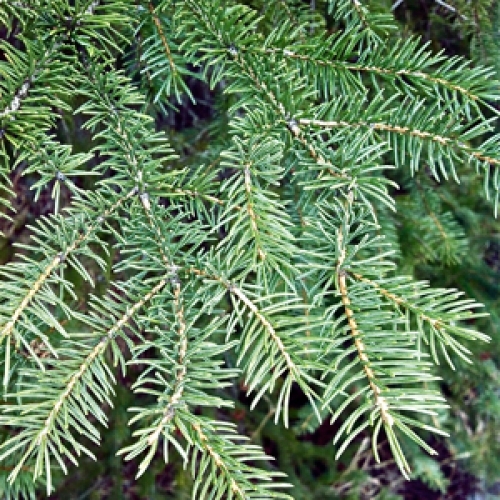 Balsam Fir, Abies balsamea, Tree Seeds