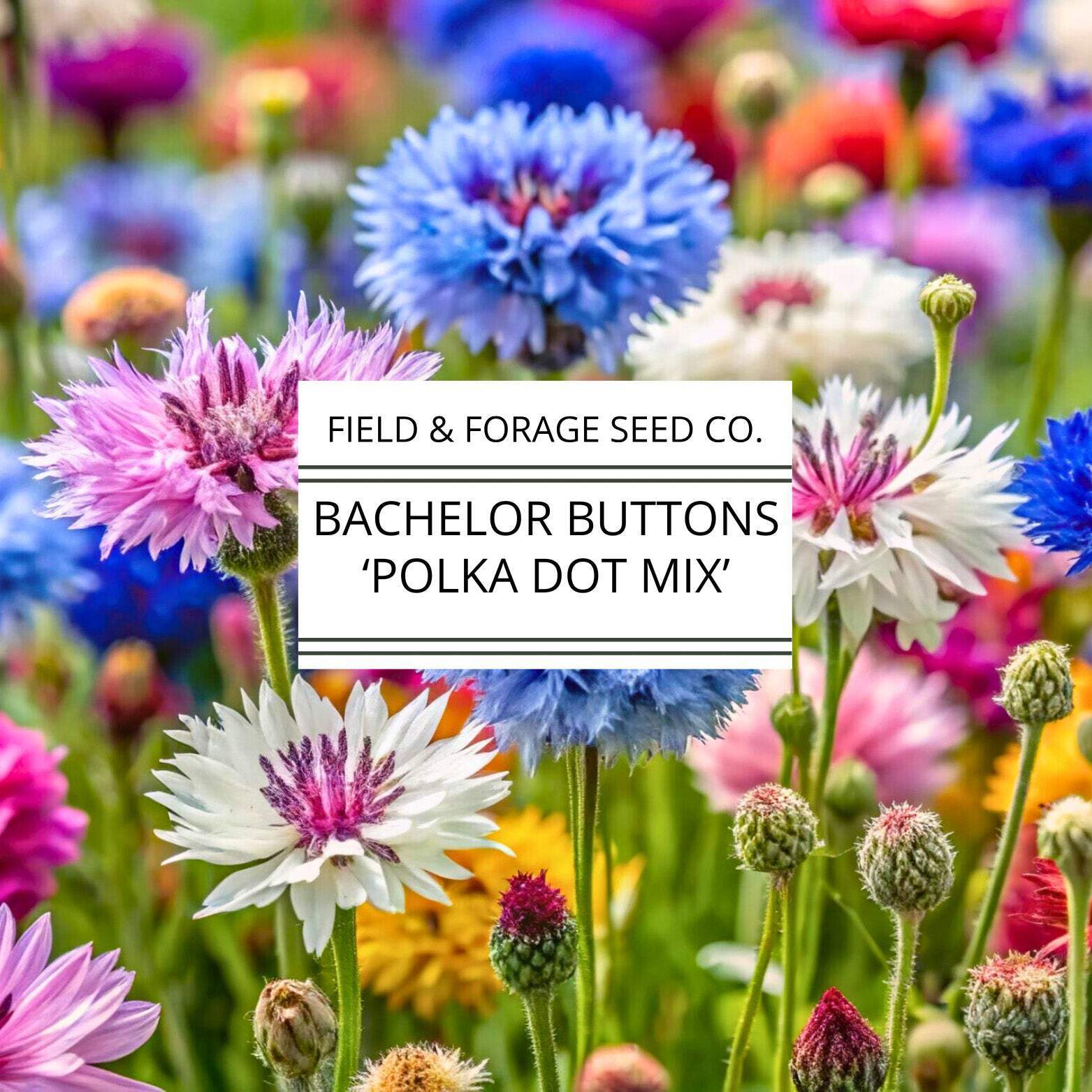 Bachelor Buttons ‘Polka Dot Mix’ | Centaurea cyanus | Heirloom | Non-GMO | 100 S