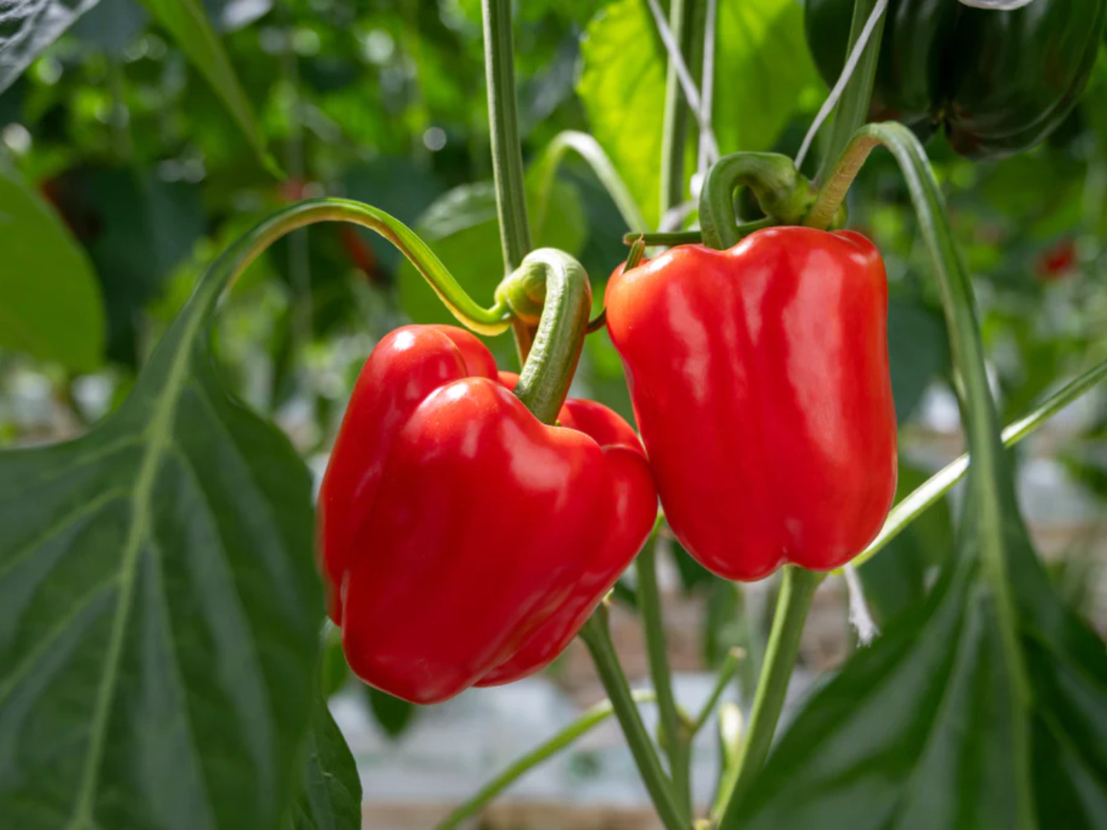 20 Seeds| Pepper Seeds – Sweet – Big Red