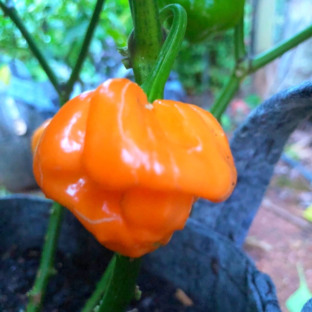 20+ Orange Scotch Bonnet Pepper Seeds | Hot | NON-GMO | Heirloom | Fresh |