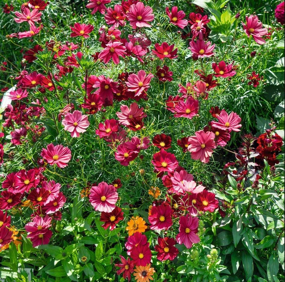 50+Seeds| Rubenza’ Cosmos Seeds Seeds #L010