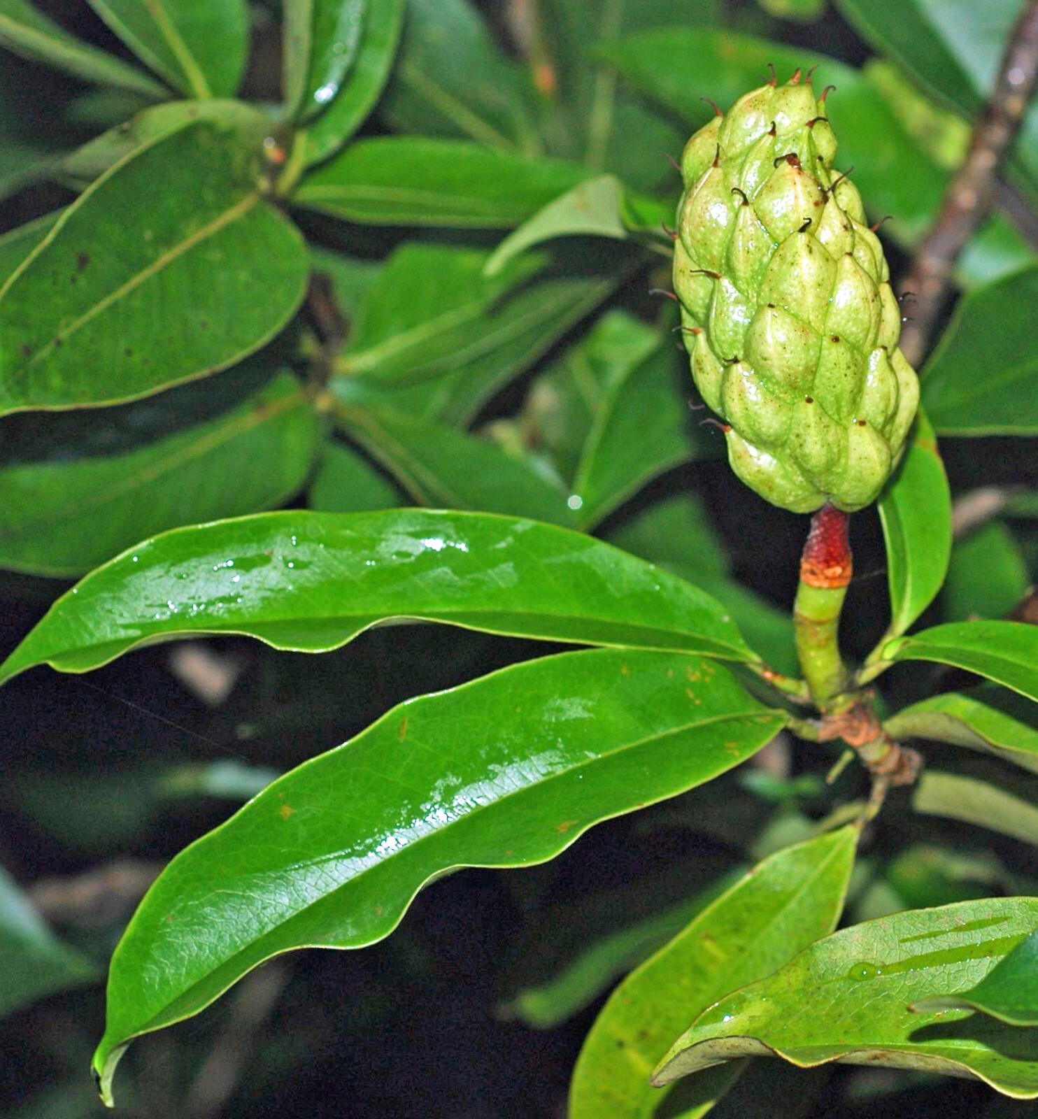 Magnolia insignis | Chinese Magnolia | 10 Seeds