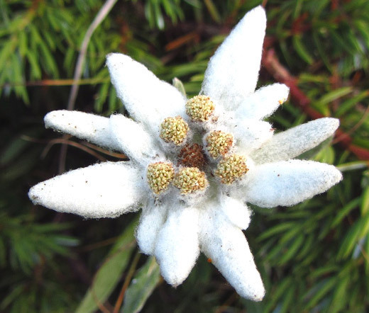 EDELWEISS Leontopodium Alpinum – 2,500 Bulk Seeds