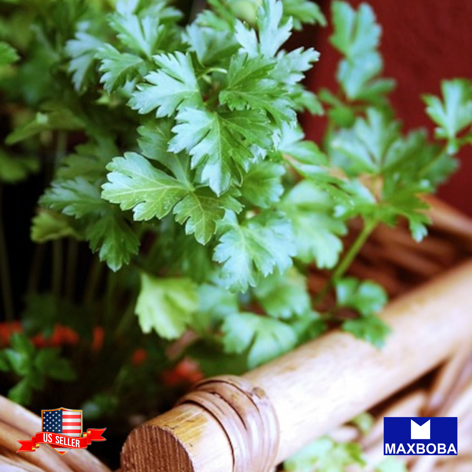 Parsley Seeds Italian Giant Non-GMO Heirloom