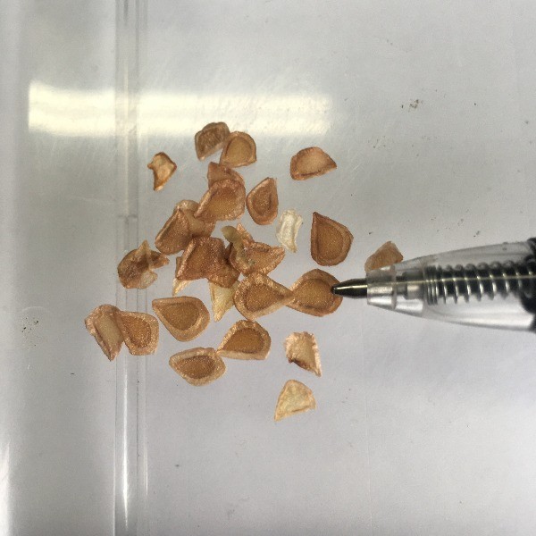 Fritillaria recurva | Scarlet Fritillary | 5 Seeds