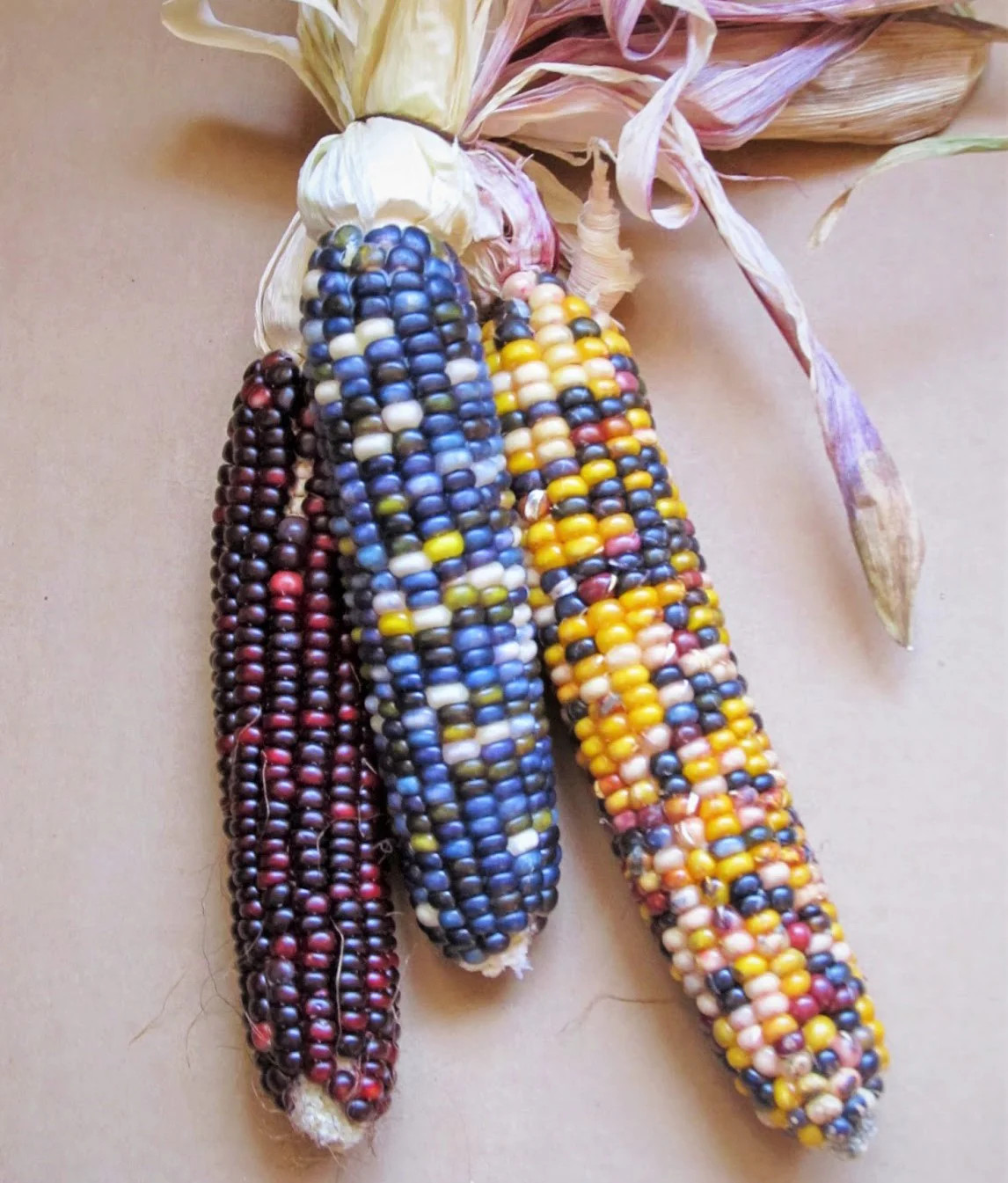Shades of Blue Ornamental Corn Seeds | Blue Glass Gem Popcorn Hopi Seed 2024