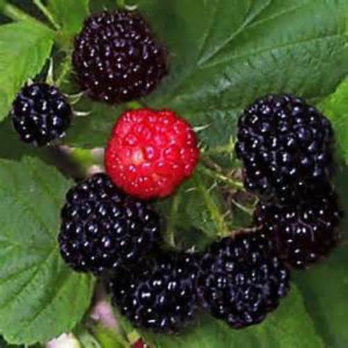 Black Raspberry Bush Seeds – SWEET DELICIOUS FRUIT – COMB. S/H See Our Store!