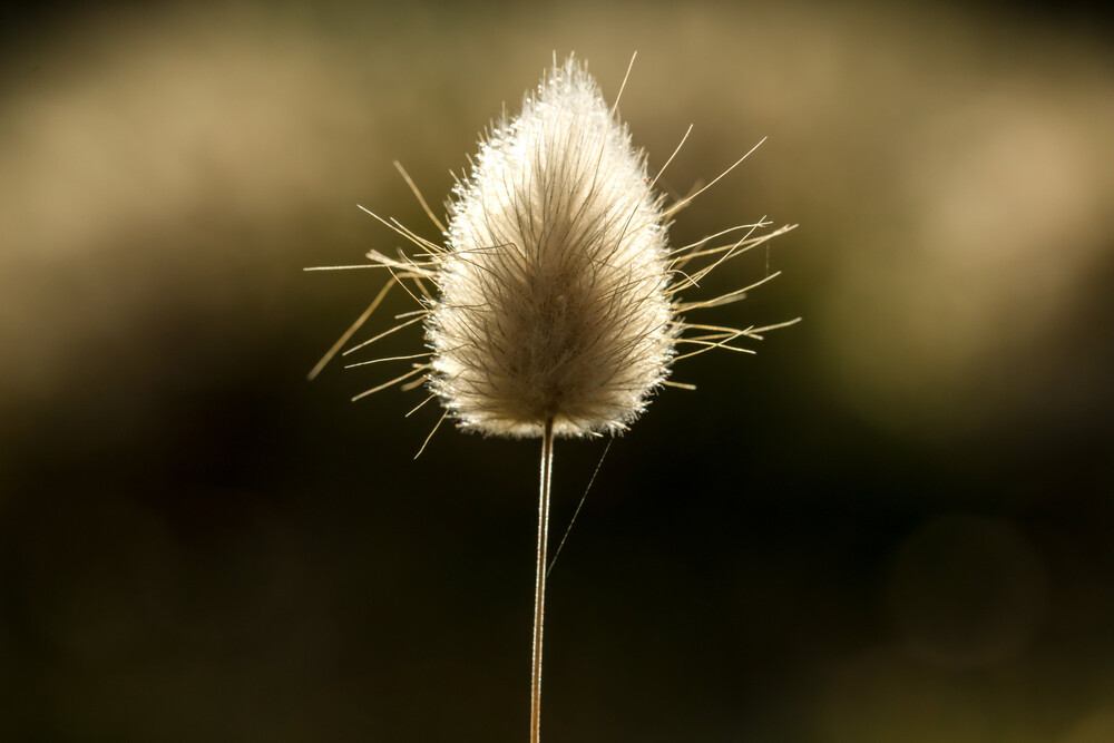 Bunny Tails Ornamental Grass Seeds, Dried Flowers, Craft, Lagarus Ovatus, 25Pcs