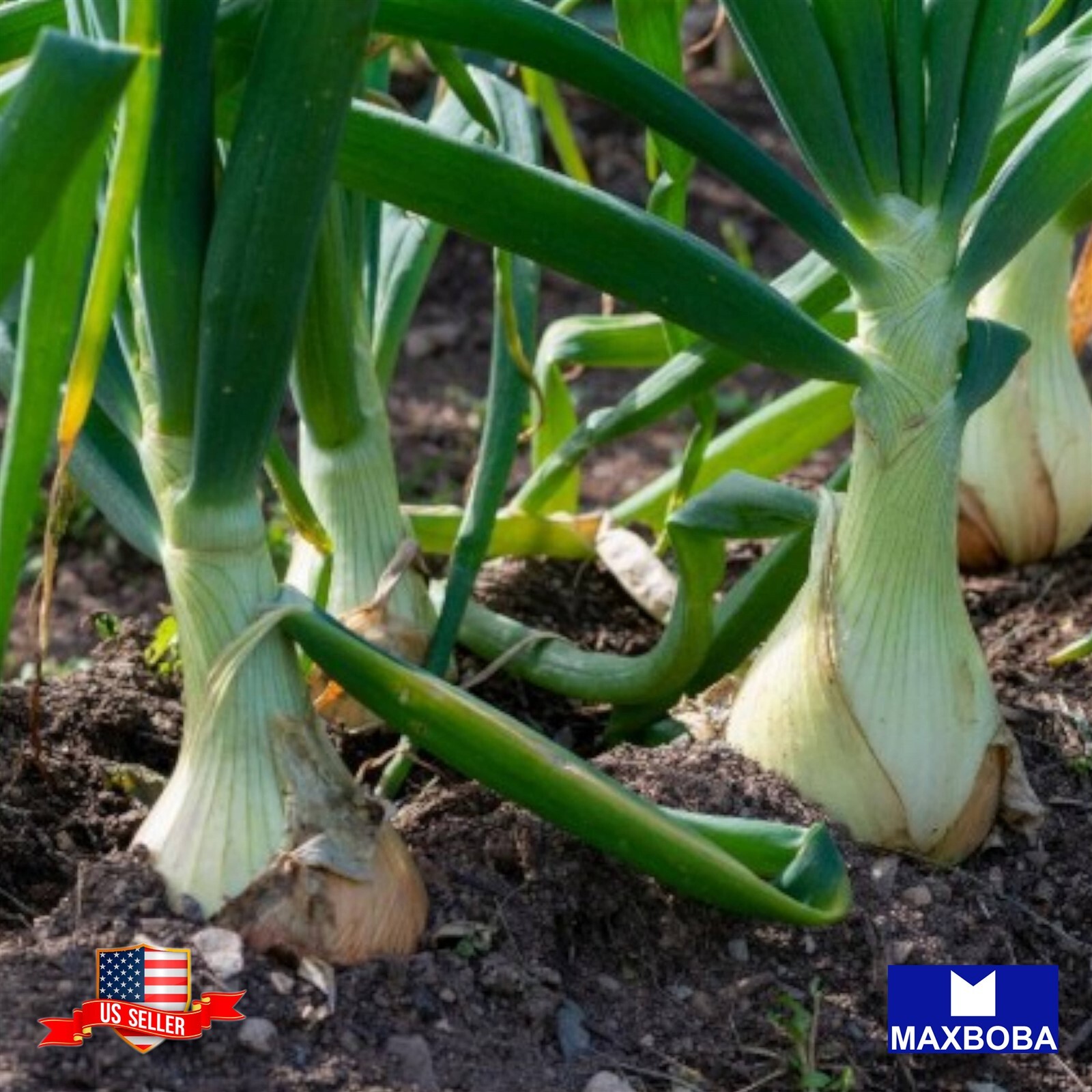 Onion Seeds – Long – White Sweet Spanish Non-GMO Heirloom Vegetable