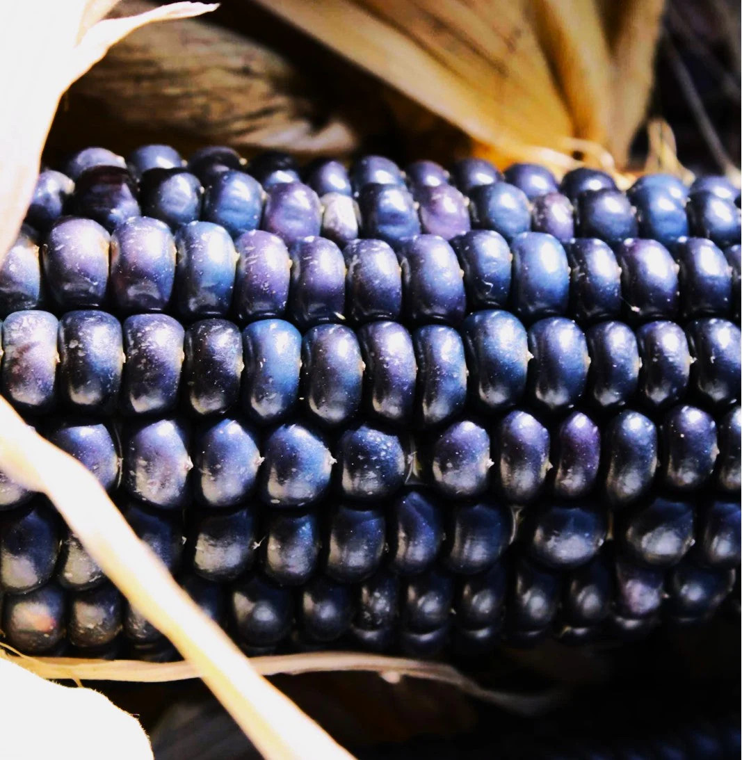 Blue Hopi Ornamental Corn Seeds – For 2025 Planting Ancient Traditional New