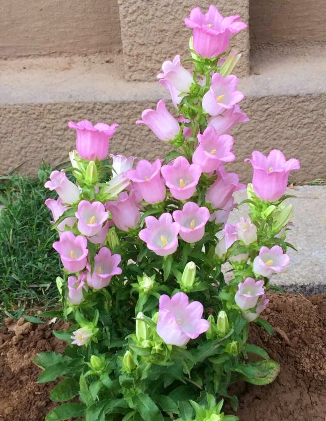 1200 Canterbury Bells Seeds, Campanula RainbowFragrant Deluxe Faerie Queen Pink