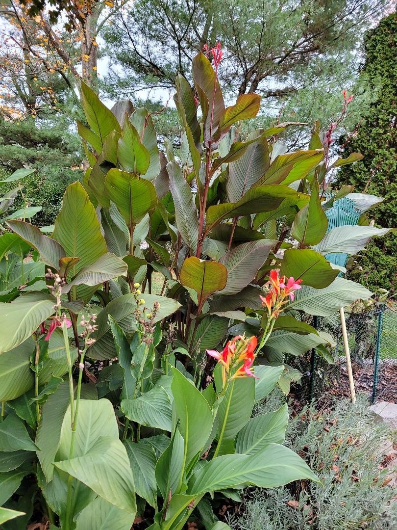 50 Canna Lily Seeds -Musifolio -Red Flwr -Bronze Leaf -6-10 ft tall Free Ship