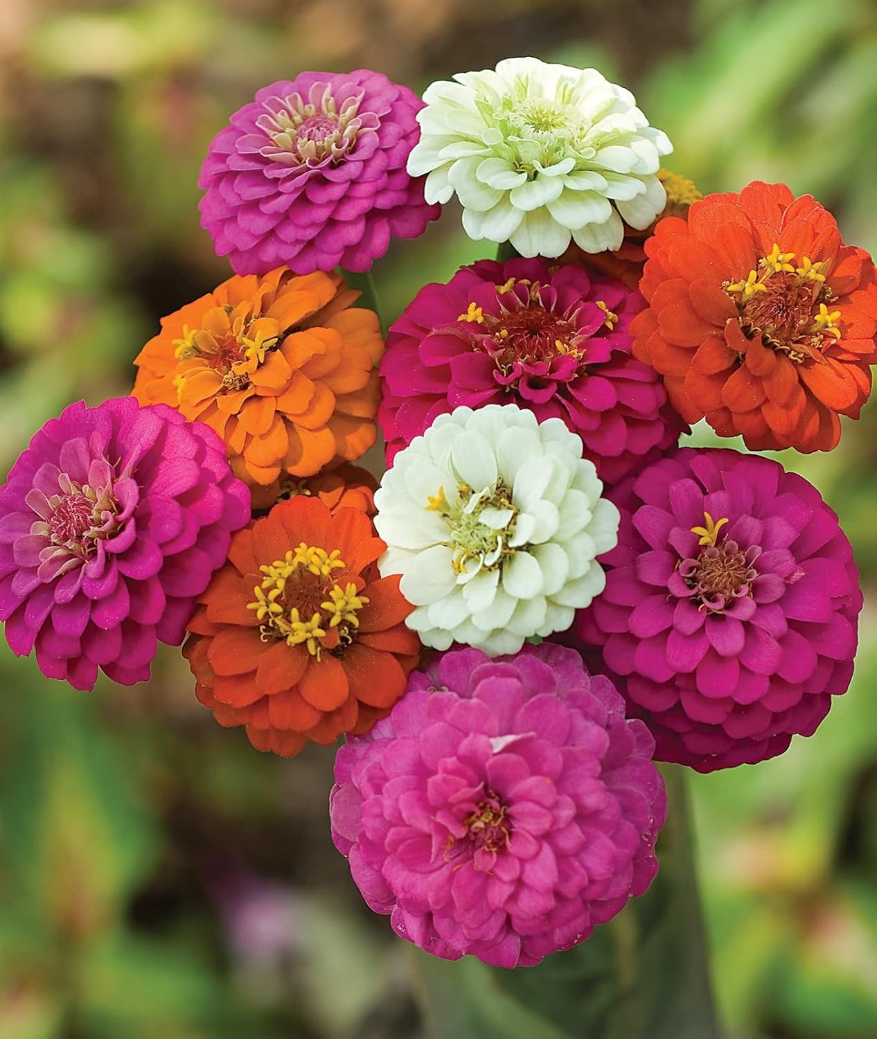 1000+ Zinnia Dahlia Seeds Flower Seeds for 2026 Planting, 0.35 Oz, 5 Varieties