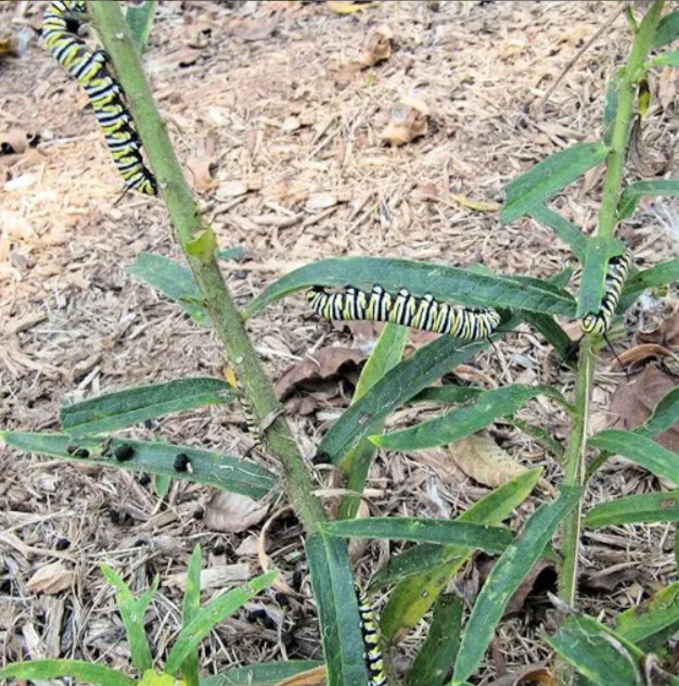 Milkweed TROPICAL Bloodflower Asclepias Monarch Butterfly Host Plant 100 Seeds