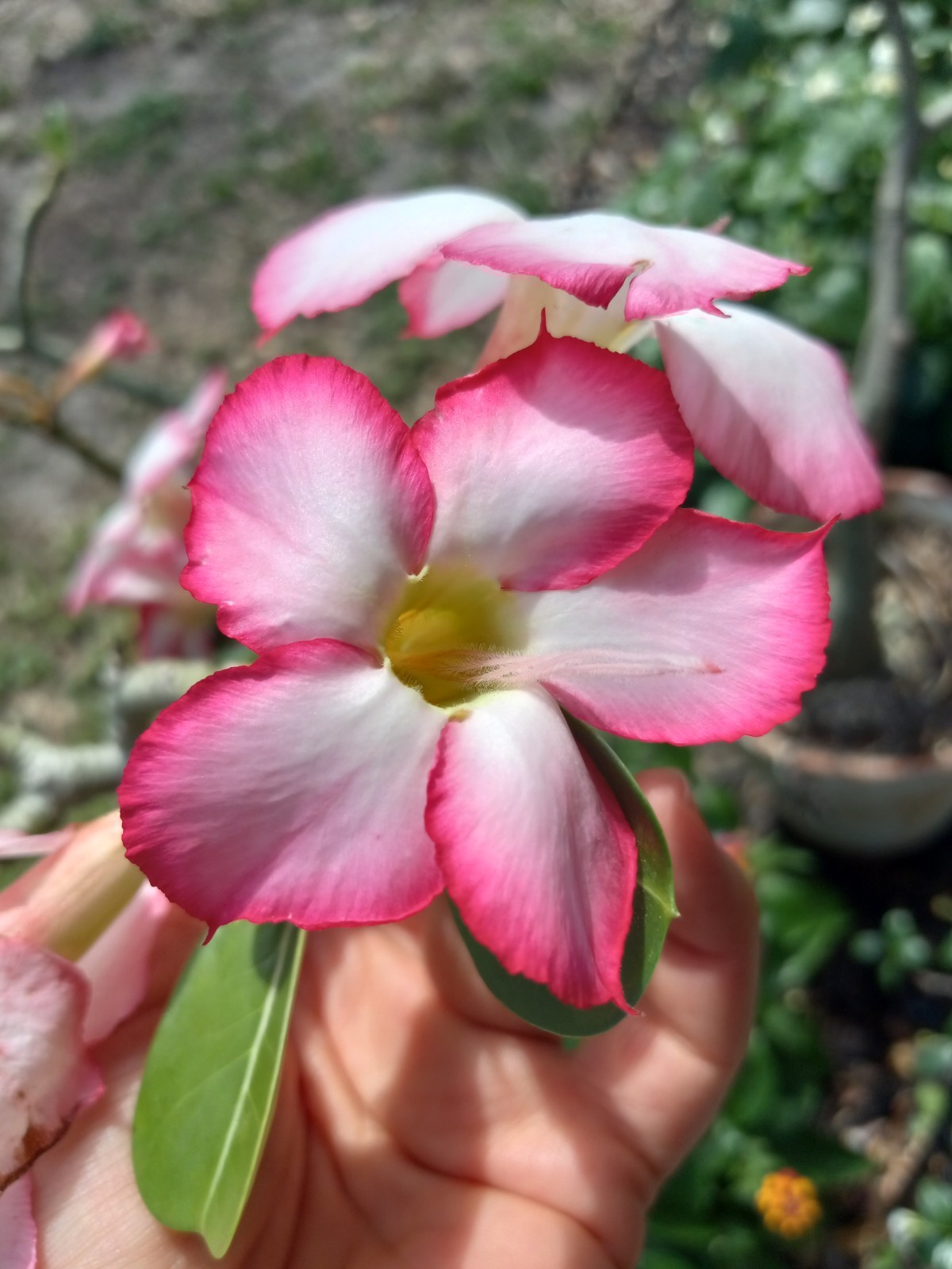Ten Desert Rose (Adenium Obesum) Seeds Florida Grown