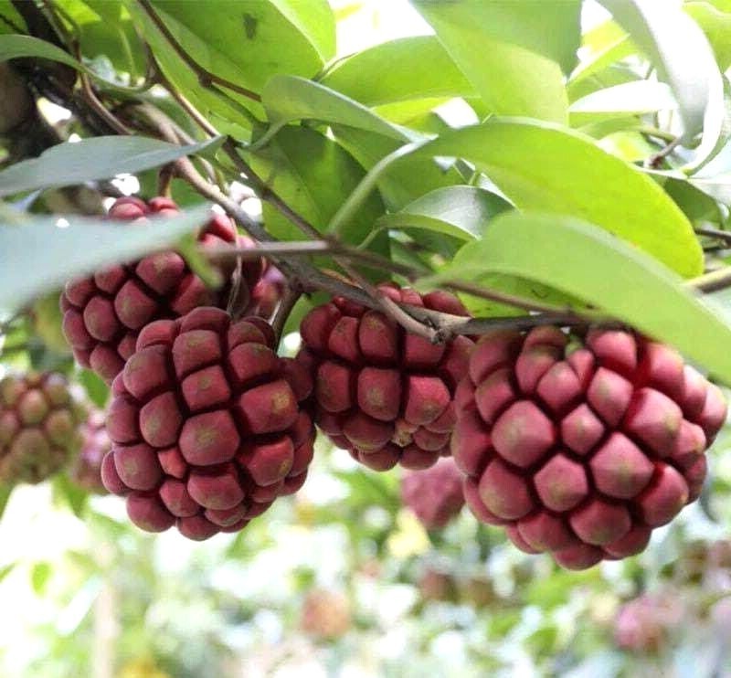 Kadsura Coccinea 5 Seeds, Rare Asian Large Fruit Cold Hardy Ornamental Vine