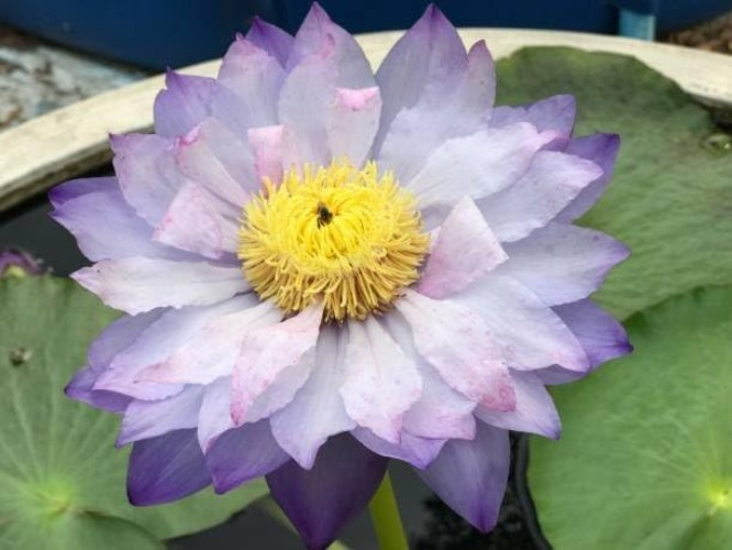 160+ Bowl Lotus Seeds for Planting – Water Lily Seeds, Non-GMO Aquatic Plant,…