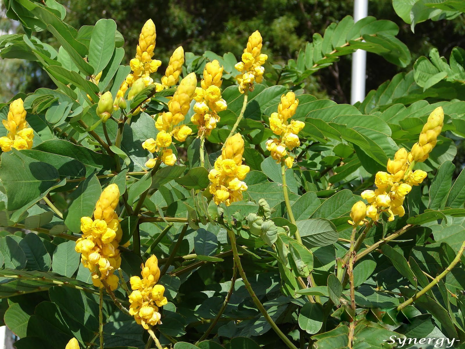 Candle Bush, (Senna alata), Cassia alata, Shrub Seeds (Fast, Showy)