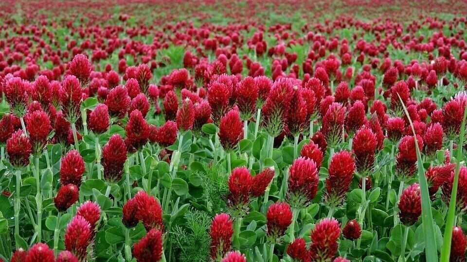 1200+ Clover CRIMSON RED SEEDS ——— Pollinator Food – Cover Crop – NON GMO