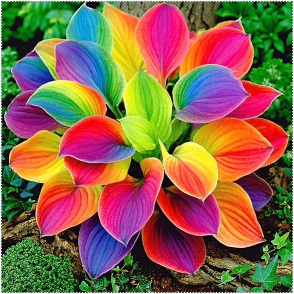 302+ Hosta Seeds for Planting Outdoors, Hosta Seeds Shade Plant Seeds Perenni…
