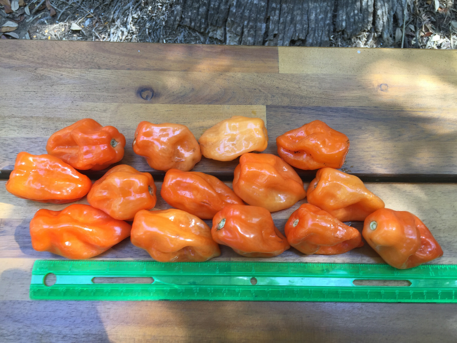 Yucatan Viper Chili Pepper Chile Nauyaca Habanero Extremely Hot Rare 20 SEEDS