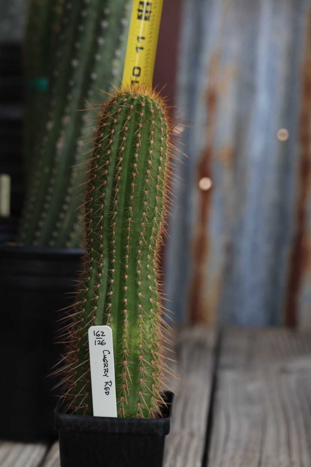 Tricho hybrid ‘Cherry Red’