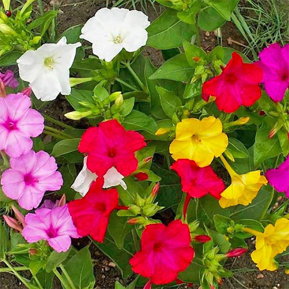80 PCS Mixed Four O’Clock Seeds Tender Perennial Reseeds Easily Flower