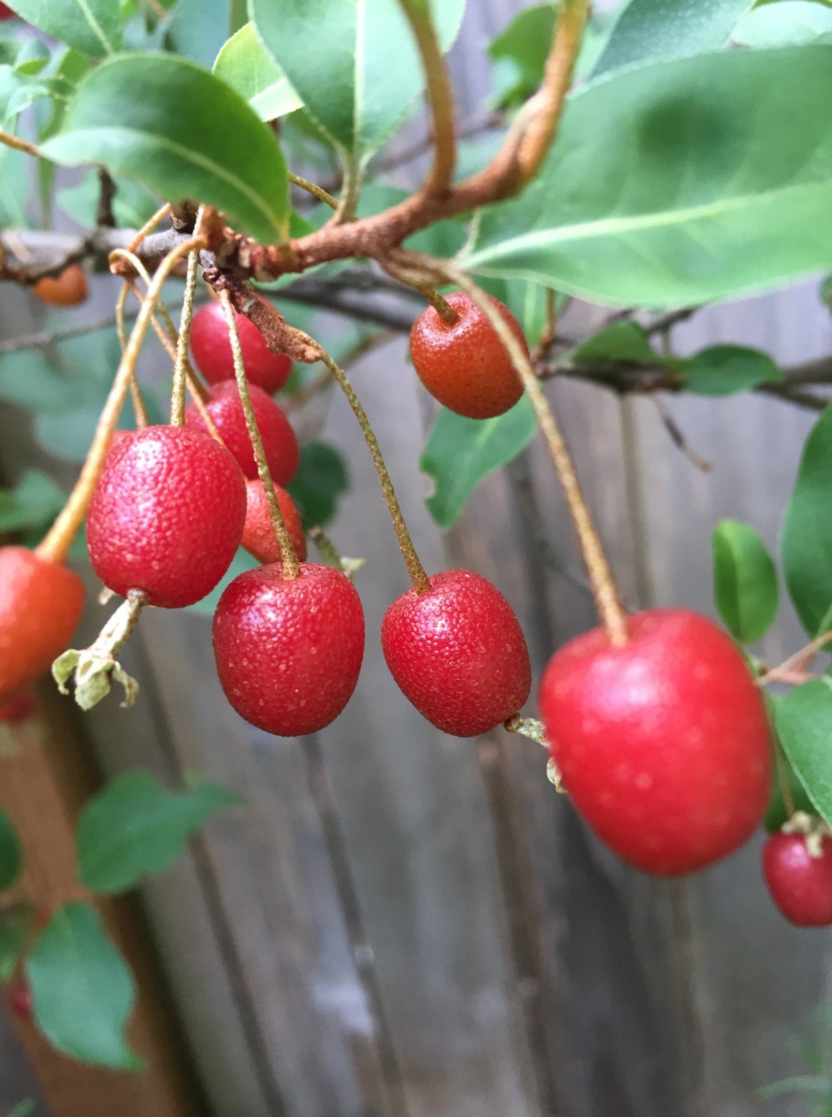 Goumi Berries Elaeagnus Multiflora Edible Landscape 10 seeds