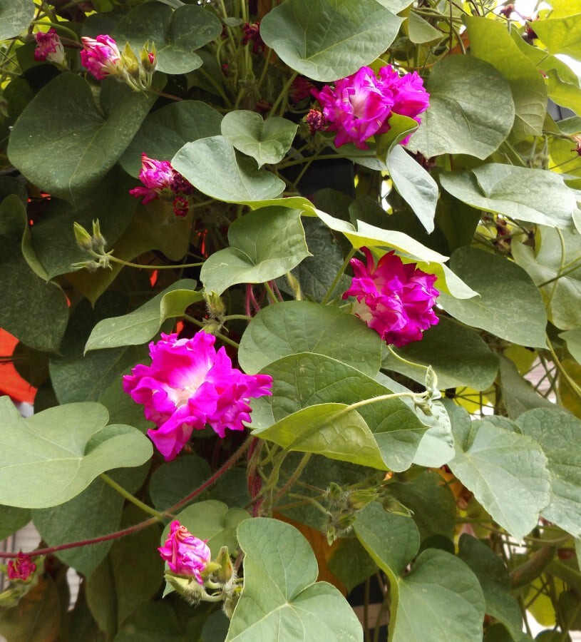 Seeds (10) Pink Magenta Double Ruffled Morning Glory Ipomoea imperialis