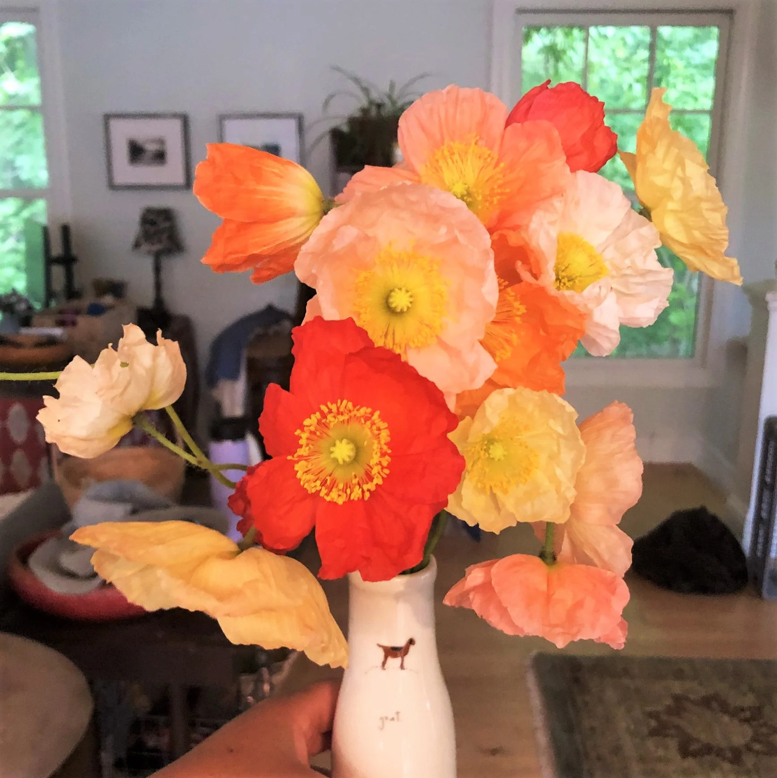 Iceland Poppy Seeds | Papaver Nudicaule Paper Poppies Champagne Flower Seed 2024