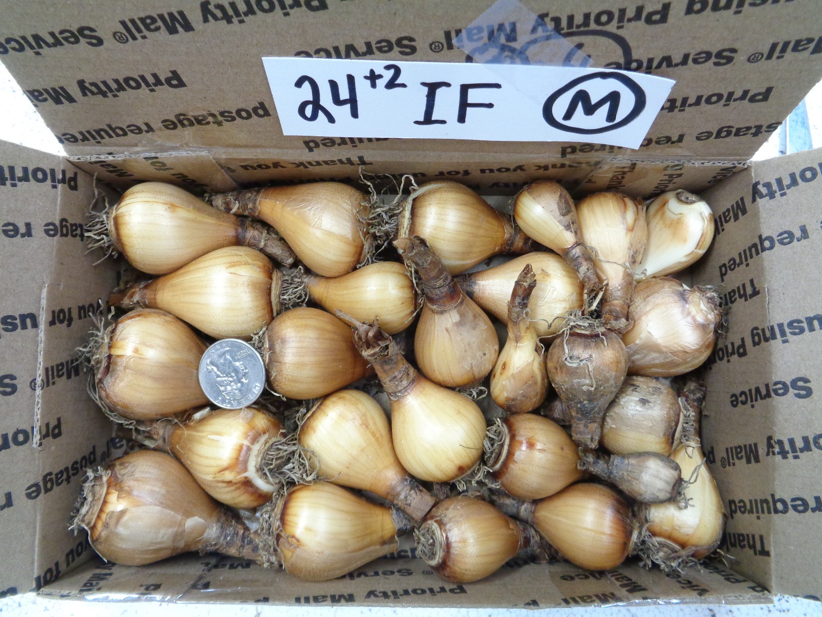 24 DAFFODIL BULBS Narcissus Jonquil Yellow White ICE FOLLI ES FromMyGarden*READ