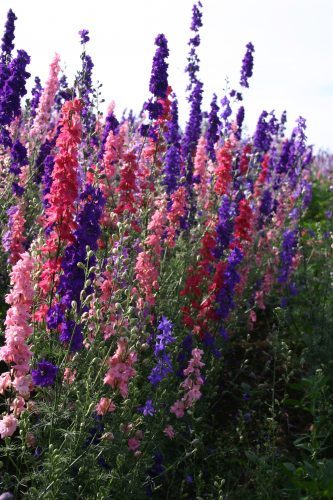 Larkspur Seeds Rocket Mix Delphinium Seeds 500 Larkspur Seeds