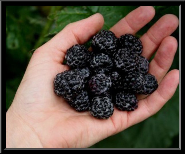 Black Raspberry Bush Seeds – SWEET DELICIOUS FRUIT – COMB. S/H See Our Store!
