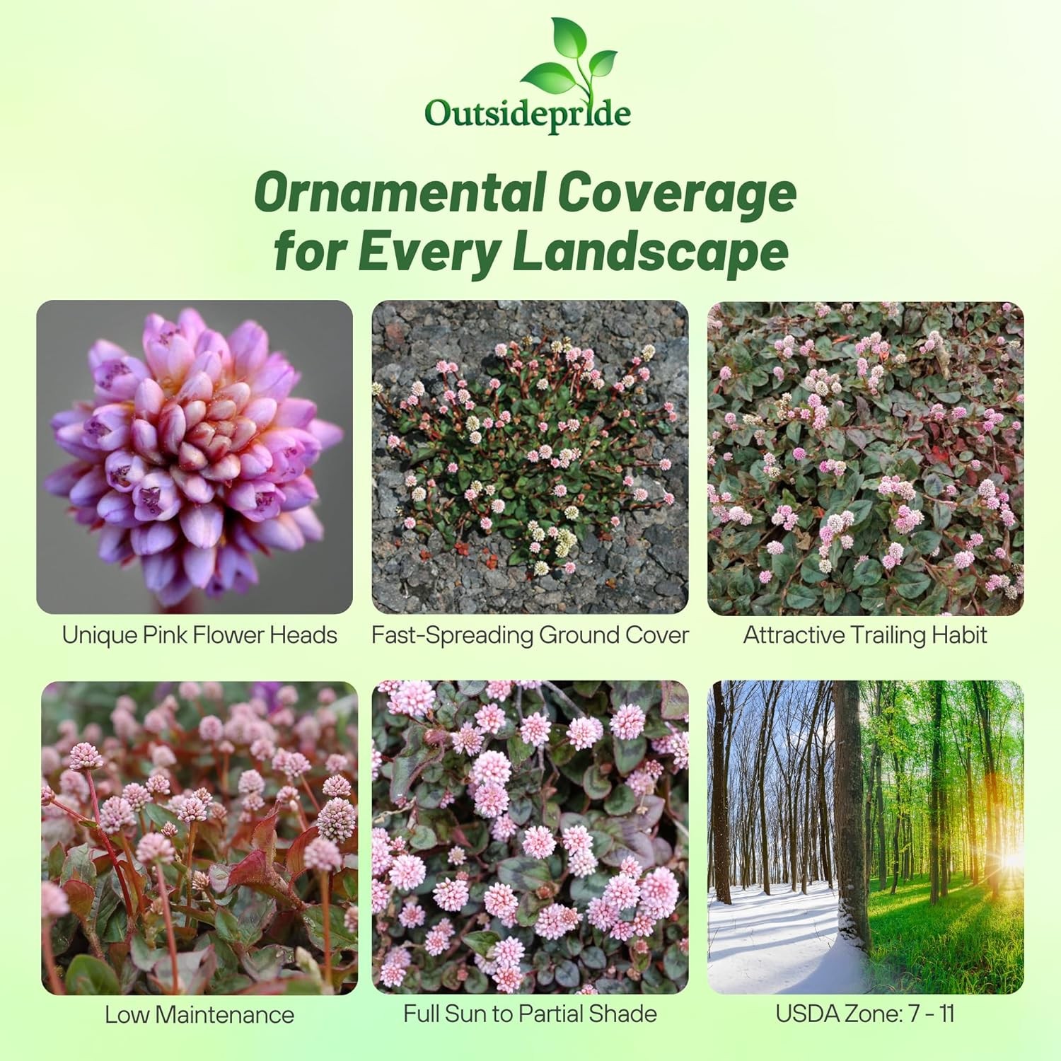 1000 Seeds Polygonum Capitatum Seed – Pink Knotweed Ground Cover Seeds