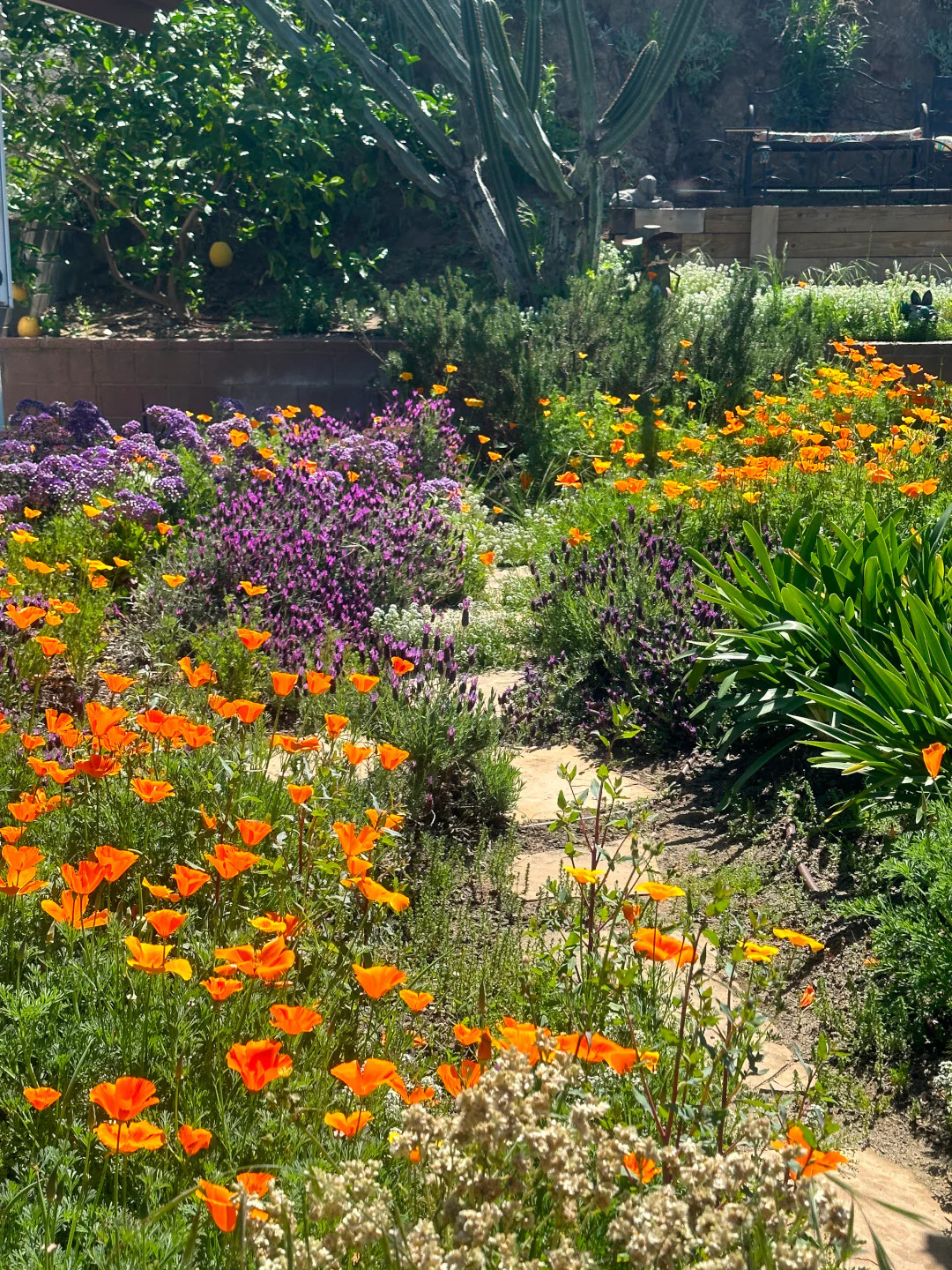 Giant Orange California Poppy Seeds |Cup of Gold Poppies Garden Flower Seed 2024