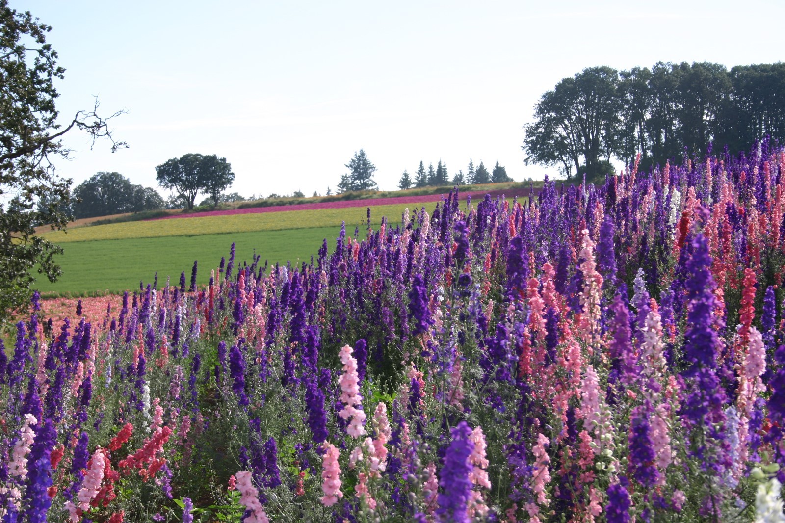 Larkspur Seeds Rocket Mix Delphinium Seeds 500 Larkspur Seeds