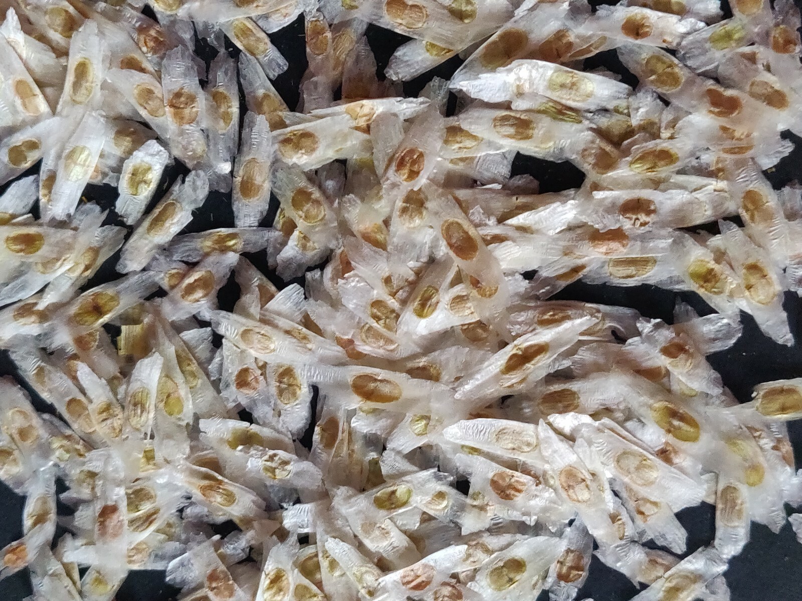 SEMILLAS DE TRONADORA DIABETINA HIERBA DE SAN PEDRO TECOMA STANS YELLOW ELDER