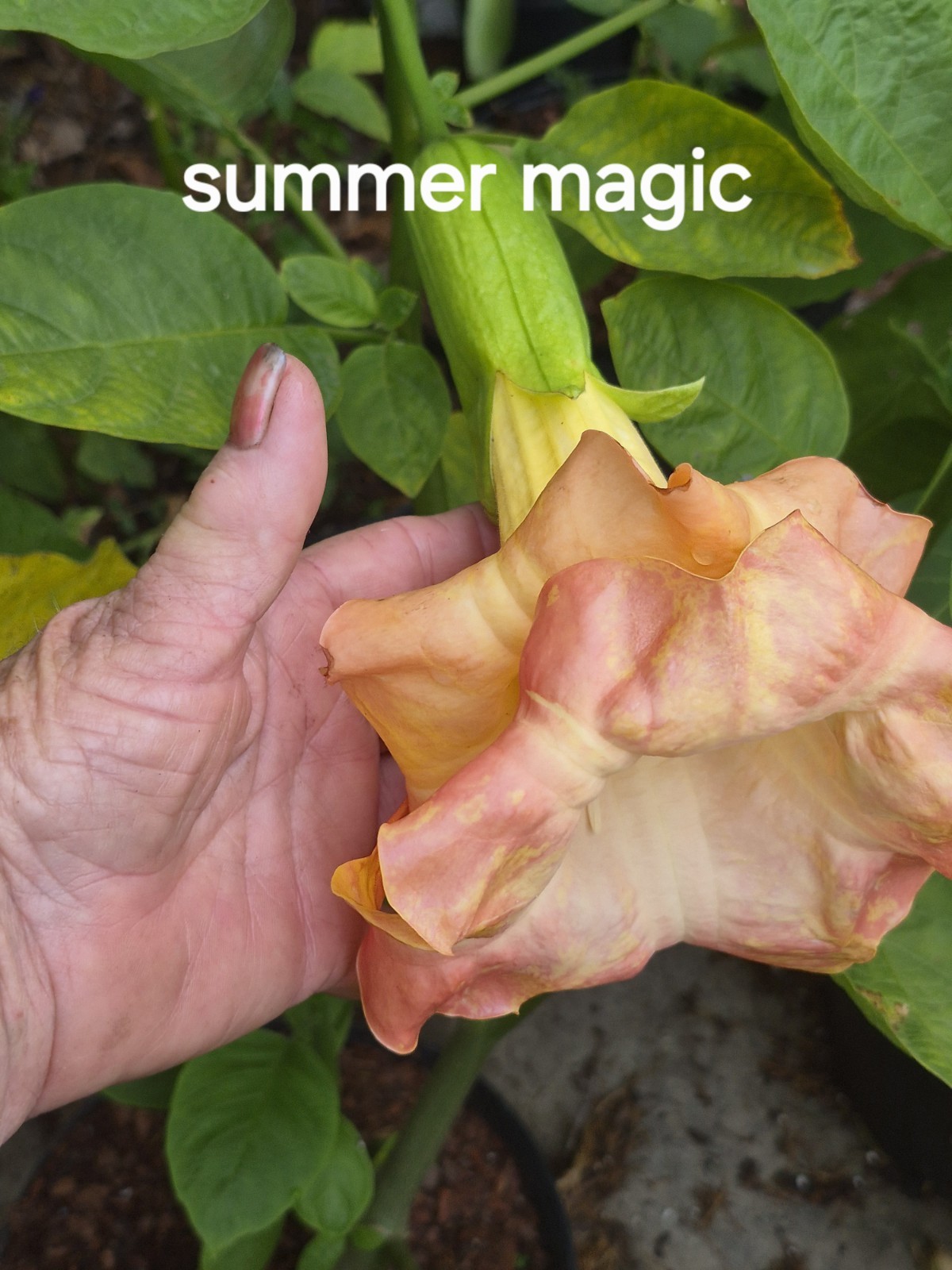 Brugmansia Bundle Angel Trumpets (Fred Sommers)