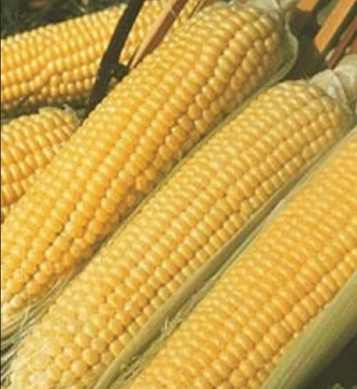 100 +seeds corn Kandy Korn hybrid sweet corn non-gmo