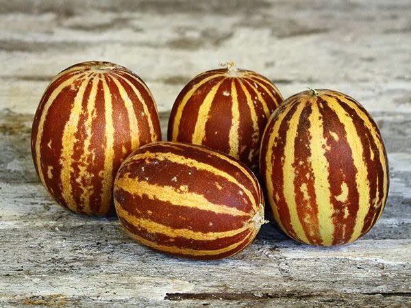 Rich Sweetness Melon Seeds – Made in USA, Ships from Iowa (20 Seeds)