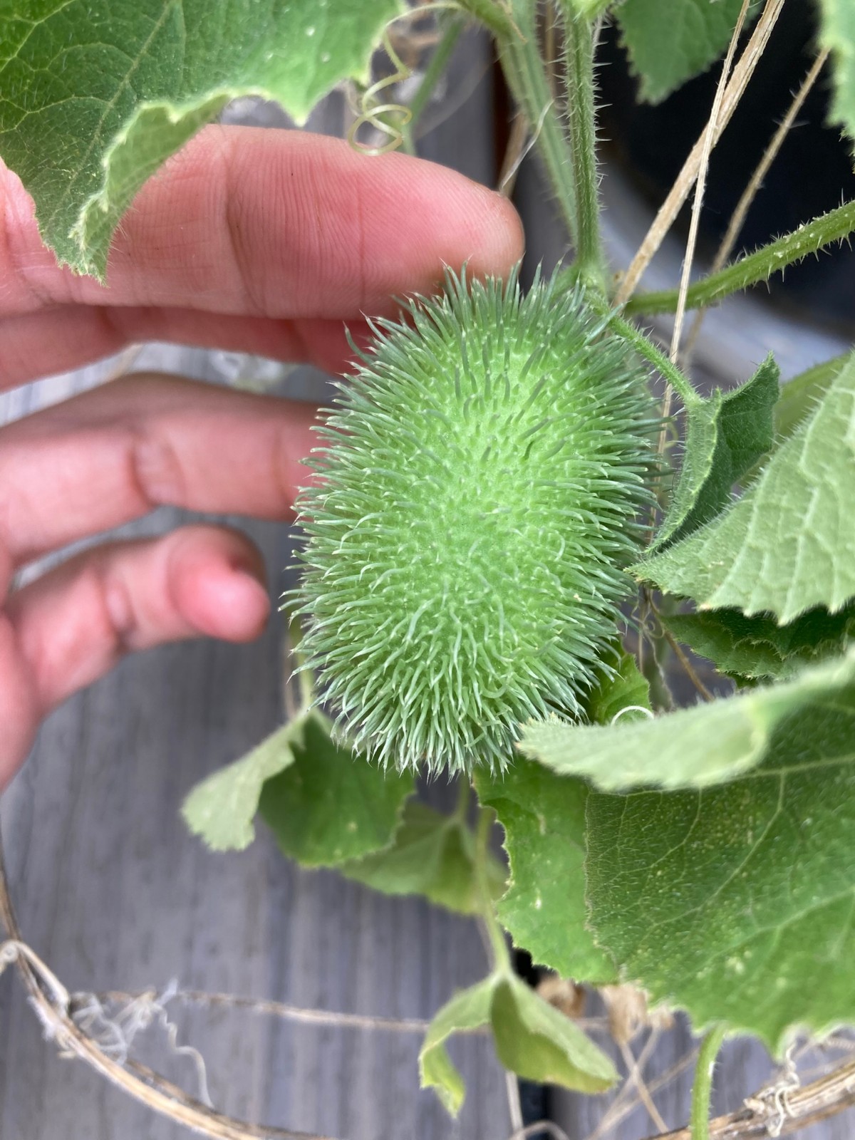 Cucumis dipsaceus, Hedgehog Cucumber Wild Ornamental Edible Plant Seeds