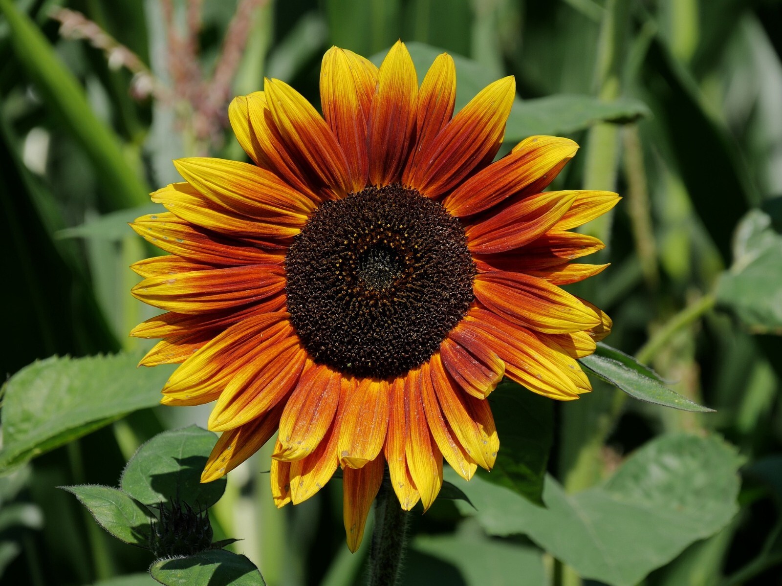 Flower Seeds: Indian Blanket Sunflower Seeds 25 Seeds Fresh Seed FREE SHIPPING