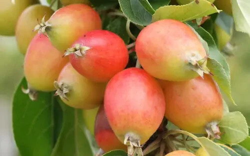 25+ John Downie Crabapple Seeds for Garden Planting – USA – FREE SHIPPING!