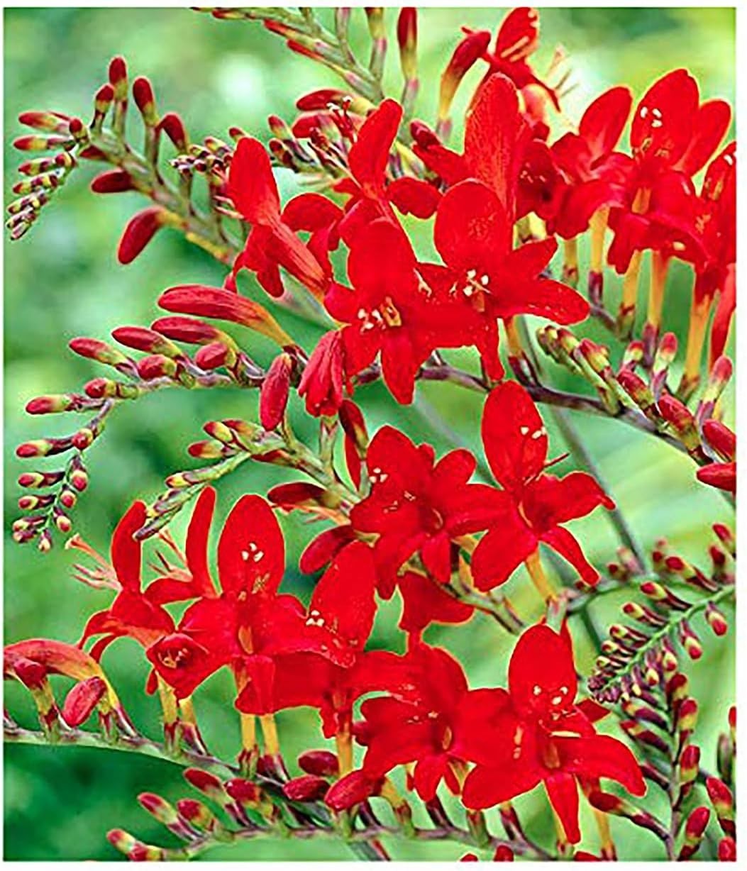 5 Red Crocosmia Corms – California Nursery Quality