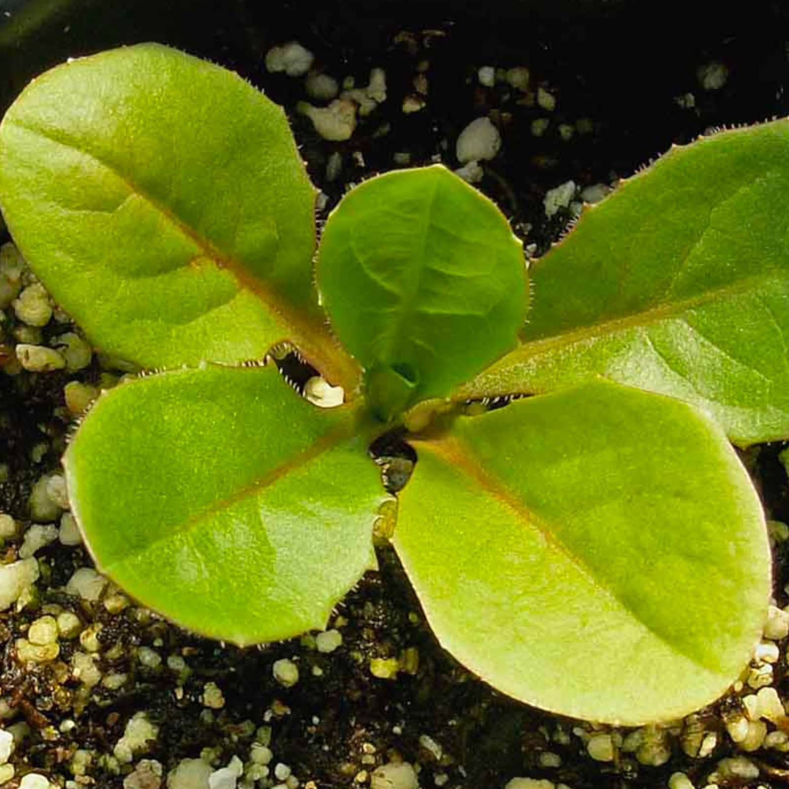 Chicory Seeds Cichorium Intybus Perennial Wildflower Blue Sailors Butterfly Gard