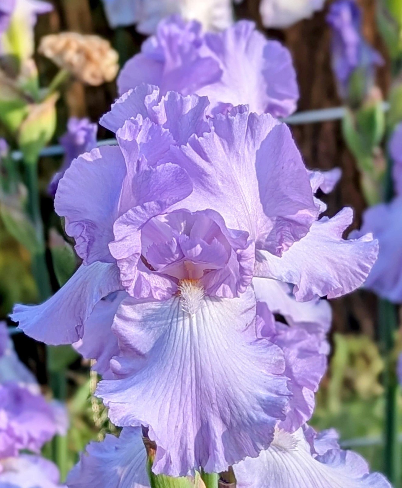 ‘Mary Frances’ ﻿ Tall Bearded Iris Rhizome PRE-SALE to Ship Aug/Sept