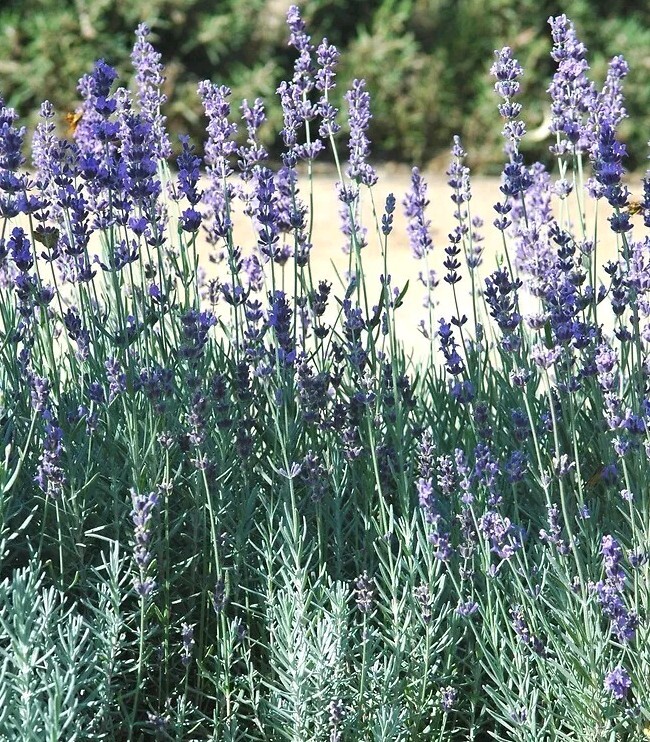 English Lavender (Lavandula Angustifolia) SEEDS