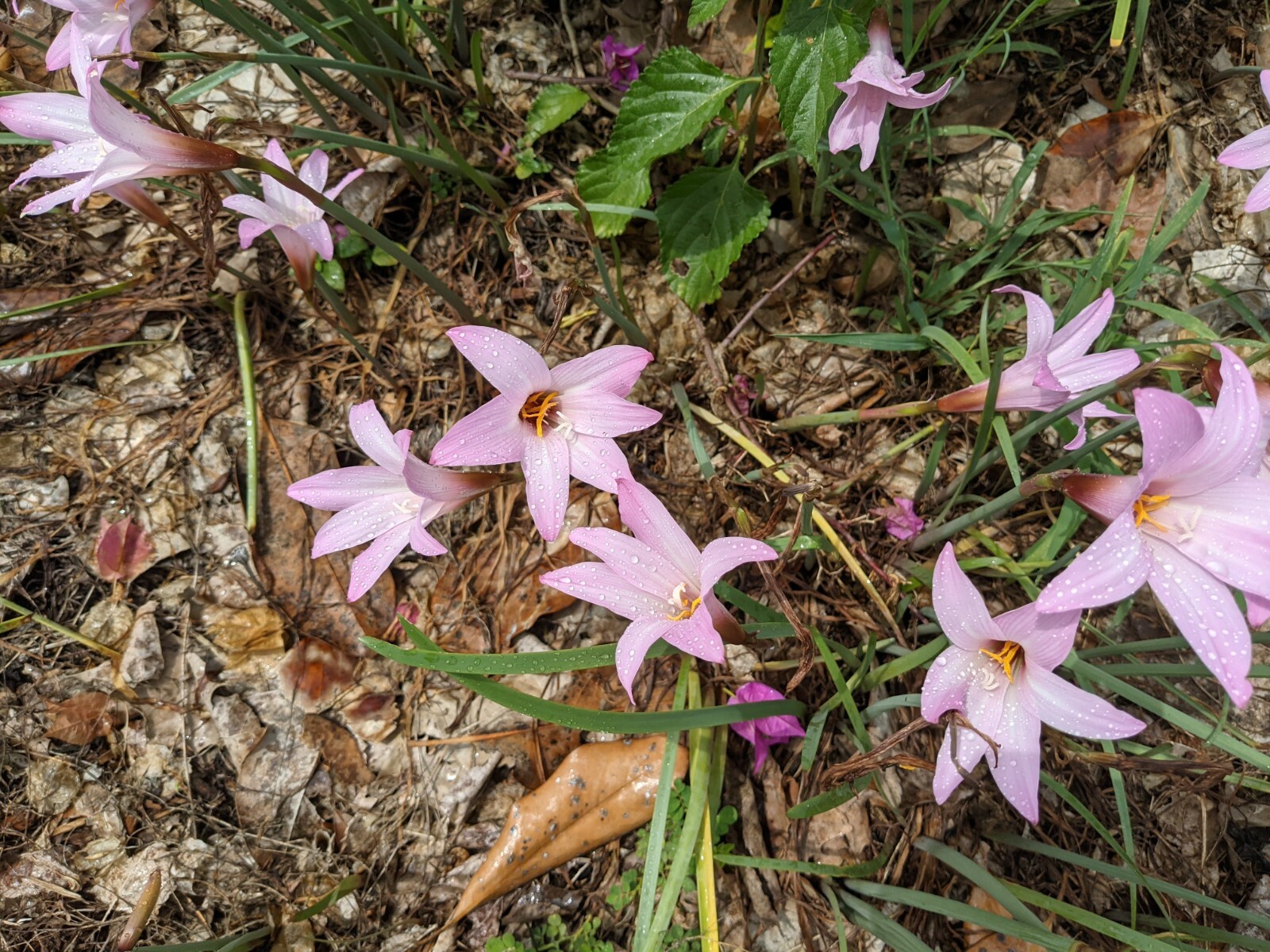 Rain Lily Habranthus 5 Bulbs, Free Shipping