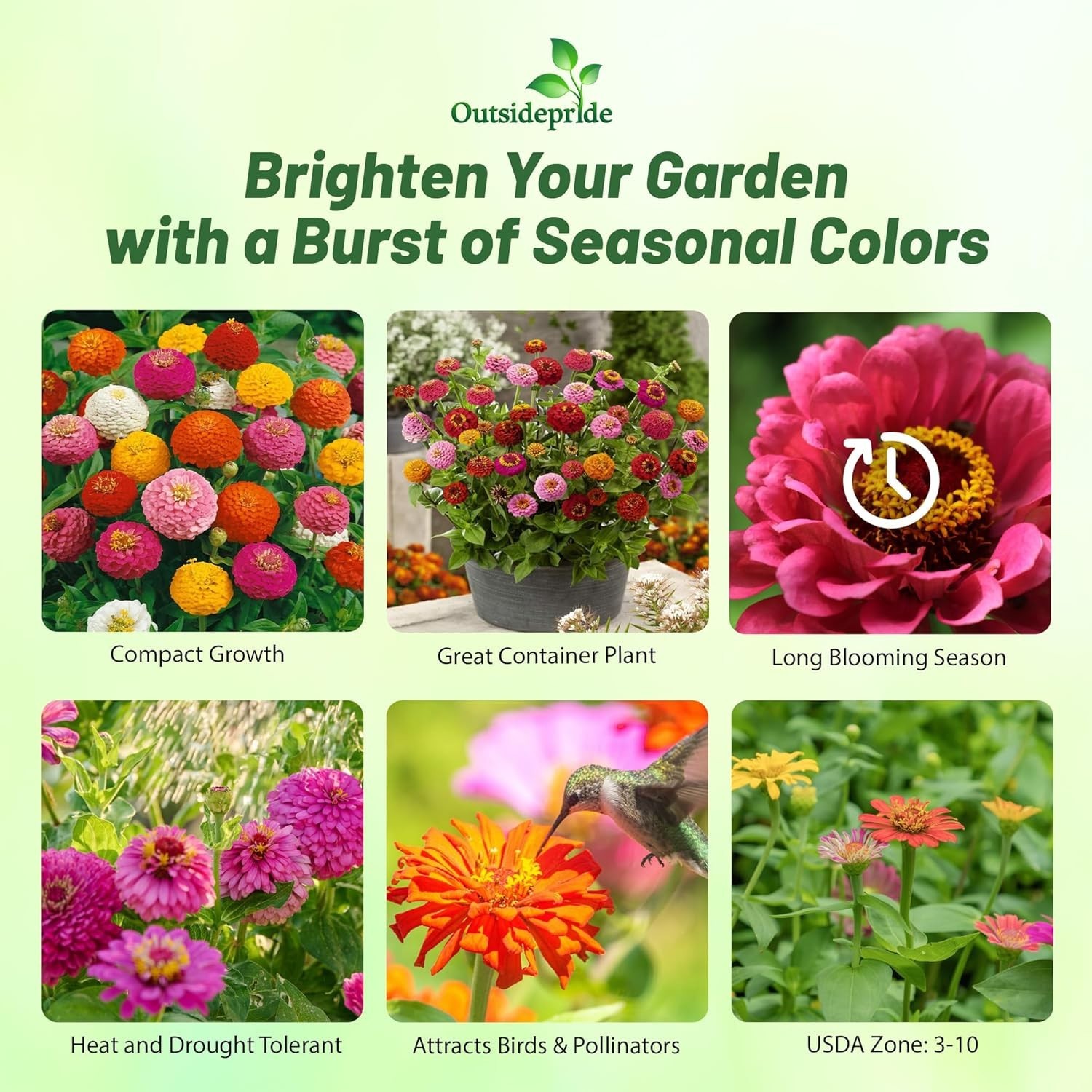 Hardy Annual Zinnia Seeds – 1000 Pcs Lilliput Mix for Stunning Outdoor Displays